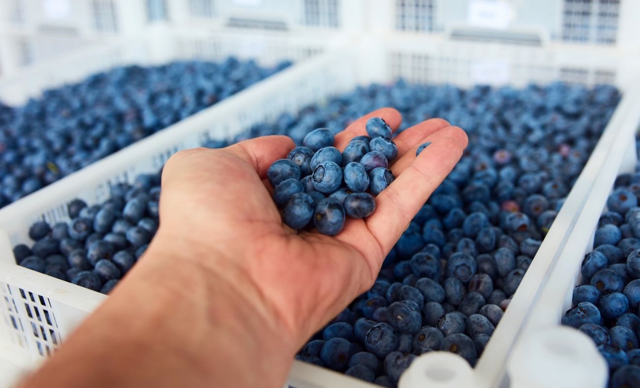 ¿Qué es más saludable, arándanos o Acai_blueberries (la diferencia)