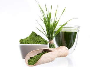 Image of barley grass powder in white dish next to wooden scoop next to actual barley grass bundle and glass of barley grass juice.
