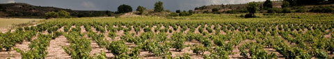 Bodegas atauta viñedos