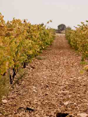 Hilera de viñas en Bodegas Muñoz