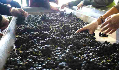 Mesa de selección de uva en Roda