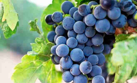 Racimo de uvas de Garnacha