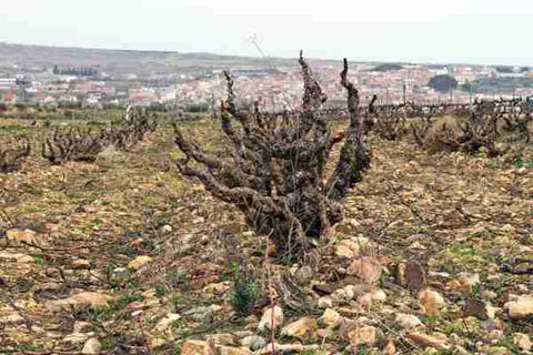 viñas en vaso Zorzal