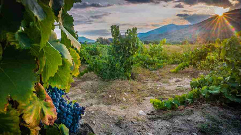 Viñas de uva Garnacha de la Bodega Marañones