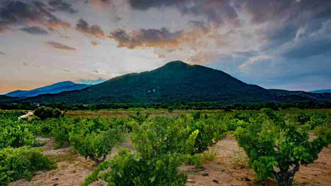 Viñedos de paraje en la Bodega Marañones