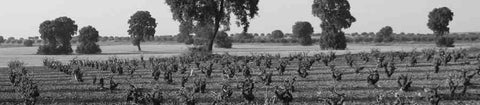 Paisaje de Bodegas Muñoz en blanco y negro