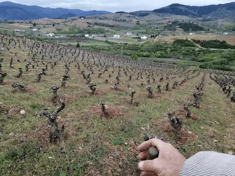 Viñedos de la Bodega Massuria