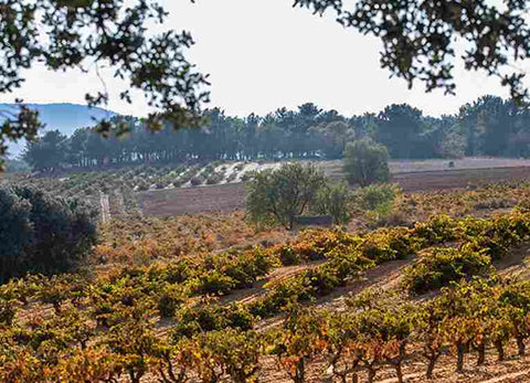 Viñedos de las Bodegas Roda