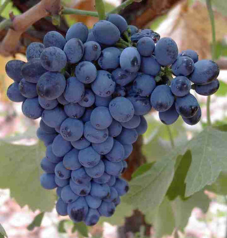 Racimo de uvas Prieto Picudo