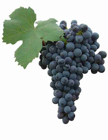 Racimo de uvas de Graciano