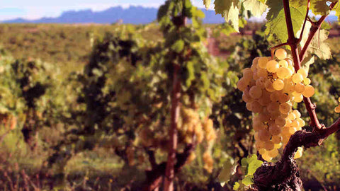 Uvas de los viñedos de Recaredo