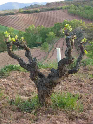 Cepa en los viñedos de Juan Carlos Sancha