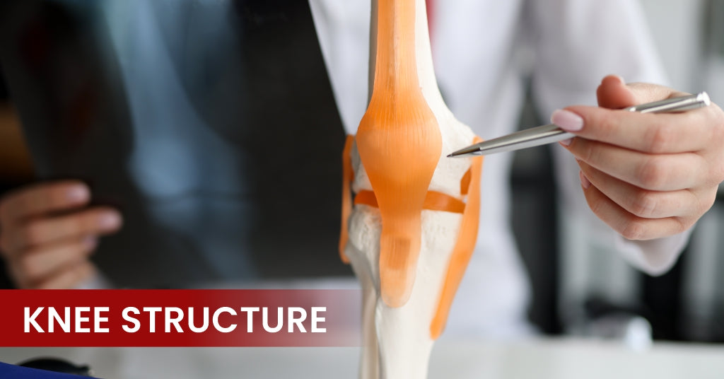 Structure of Knee