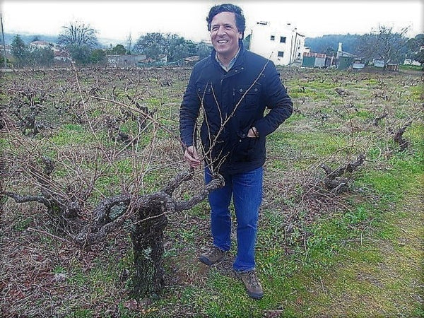 Rui Reguinga of Terrenus - in Portalegre large trunks usually signify white varieties; photo credit Sarah Ahmed