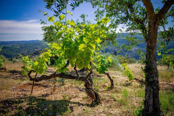 Titan of Douro - old timer with crutch; photo credit Titan of Douro