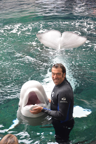 Topher Straus, A joyful man in a wetsuit is in the water alongside a beluga whale, which is playfully showing its tail above the surface. The man is gently touching the whale's head, and both are seemingly enjoying the interaction.