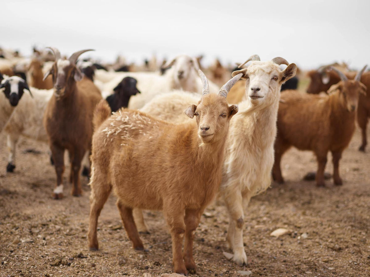 Cashmere-Goat-wool.jpeg__PID:500dd57c-5d1b-4bc8-a913-4c0e32fdbf14