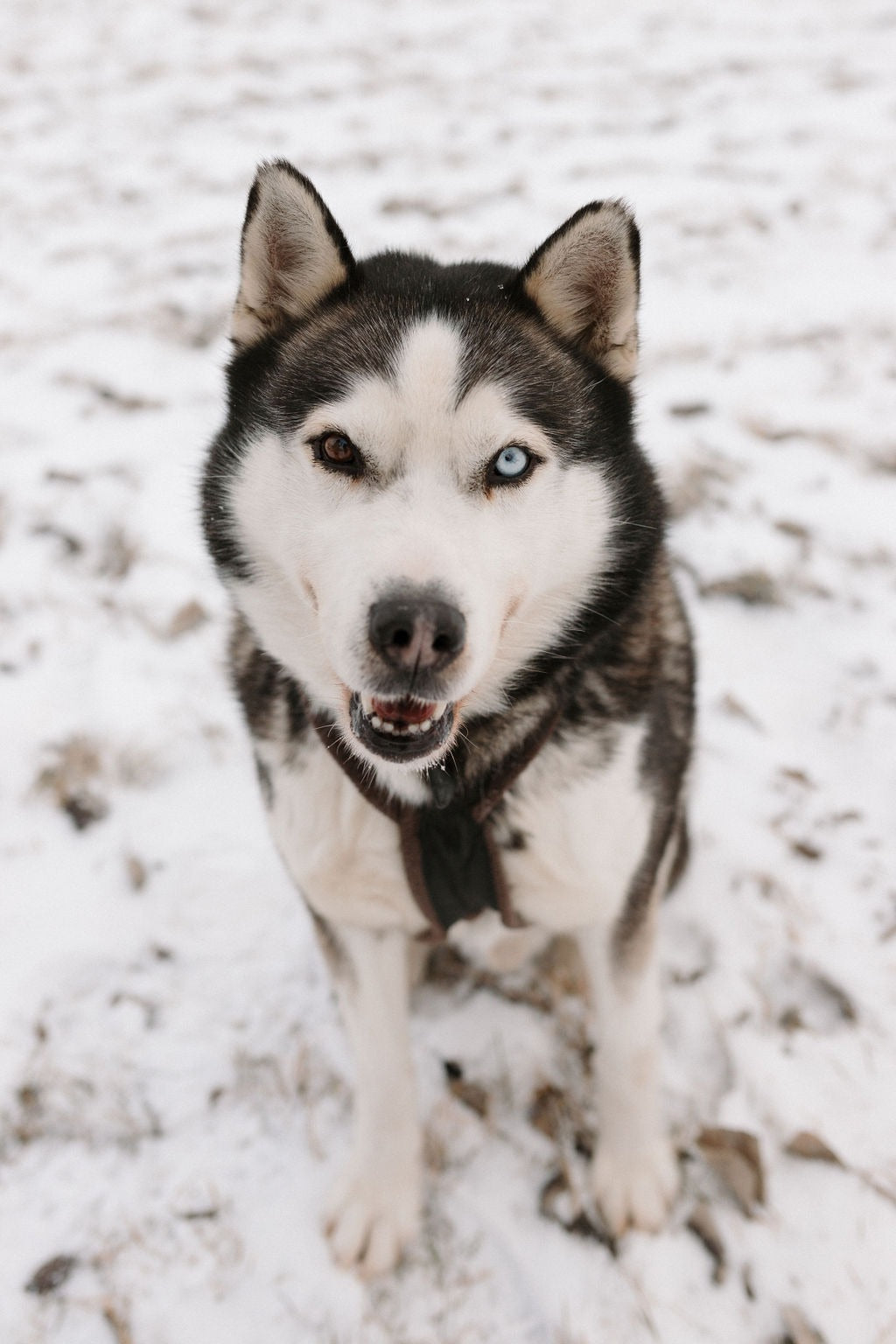 Close Up Shot of My Husky.jpg__PID:cd319413-e8bb-4a6a-b792-bfb865645f2e