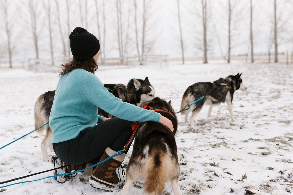 Dog Team And Sweater