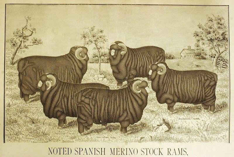 Hand-Drawn Photo Of Merino Sheep - Oliver Charles.jpg__PID:838ea62d-00c9-448e-b229-9276f0088212