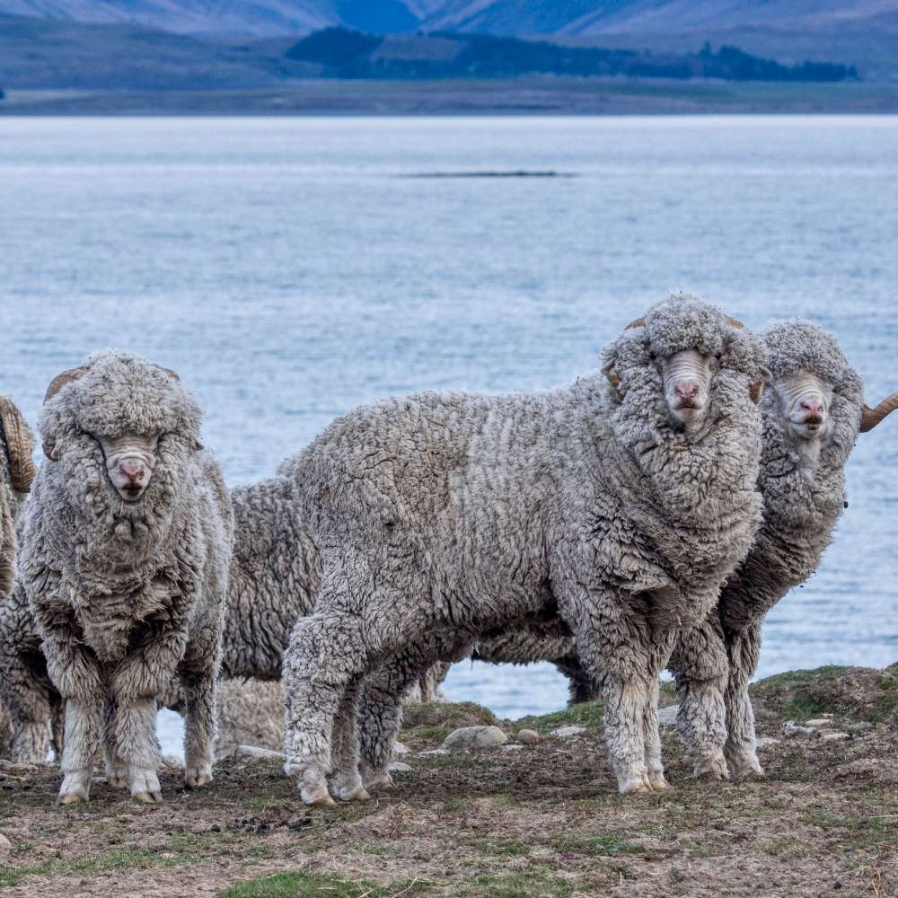 Where does Merino Wool come from?