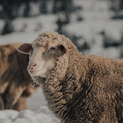 Merino Wool: The Ultimate Guide – Oliver Charles