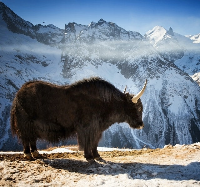 Oliver Charles - Yaks Live In Extreme High Elevation Climates