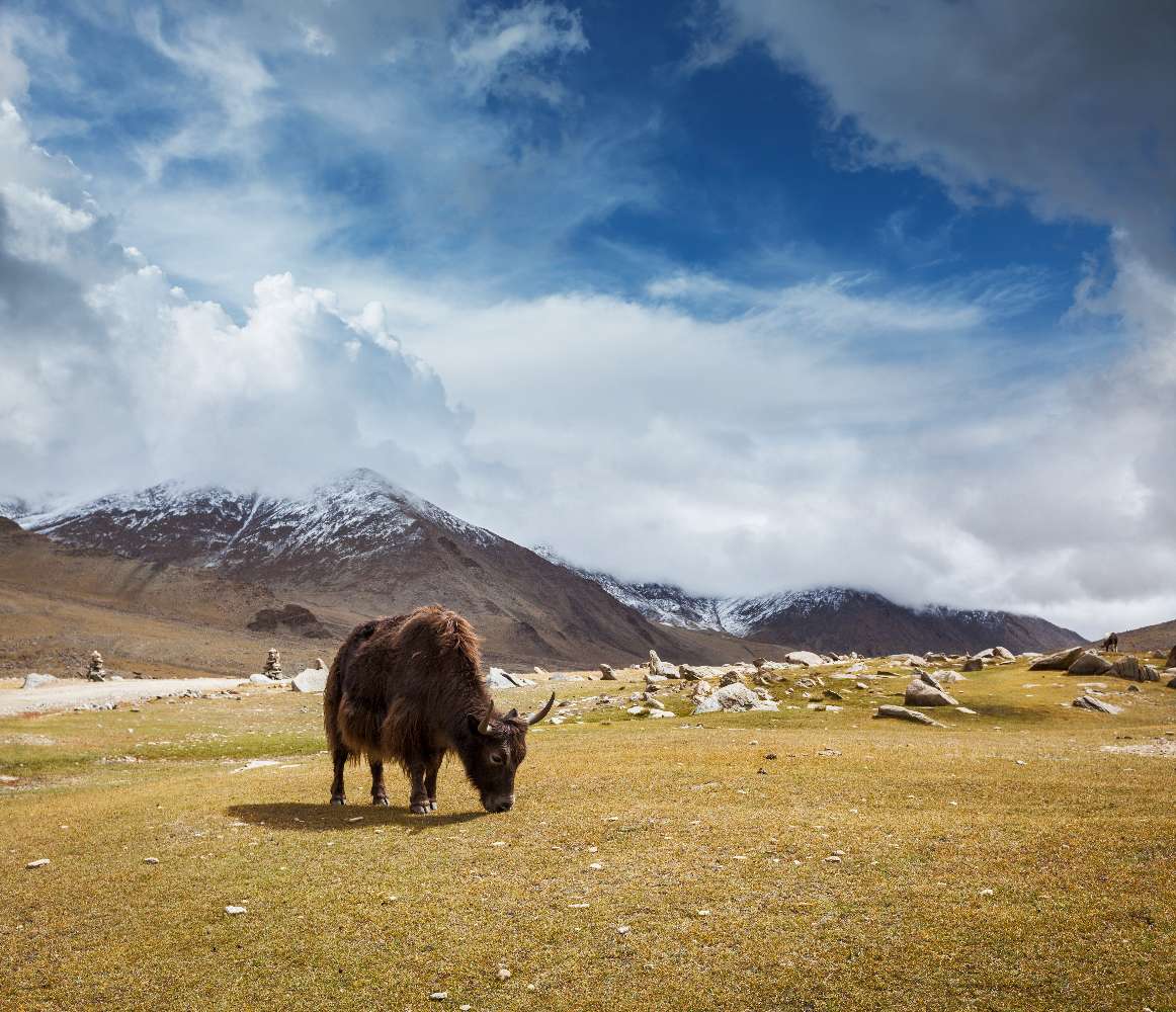 Oliver Charles - There Are Two Types Of Yak: Wild And Domestic