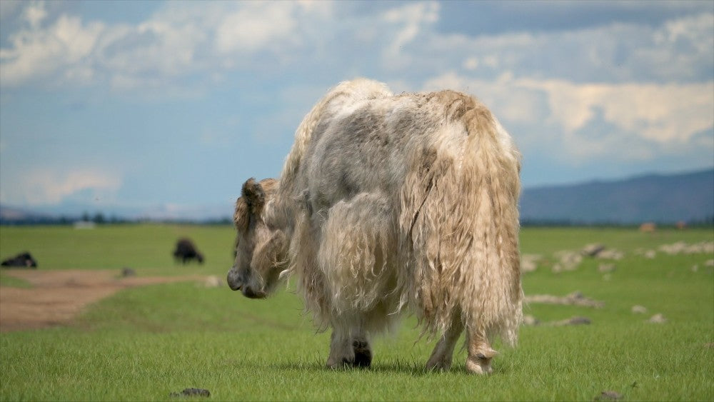 Oliver Charles - There Are Less Than 10,000 Wild Yaks