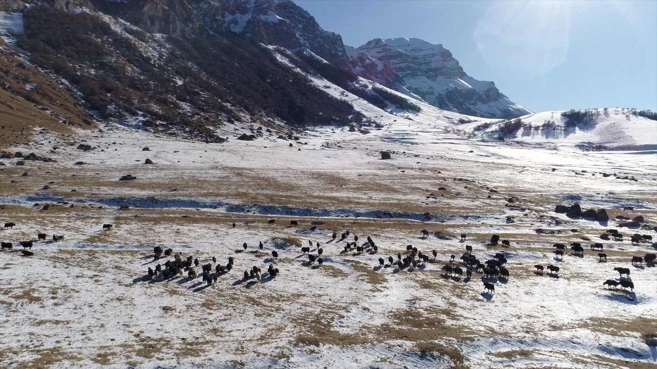 Oliver Charles - Yaks Survive Winters Cold As -60° Fahrenheit