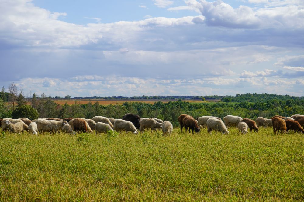 Oliver Charles - Merino & Yak Wool Khullu - Antimicrobial Odor-Resistant Thermoregulating Sustainable Natural Wool Material