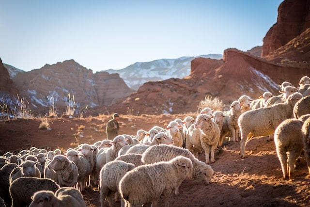 Oliver Charles - Merino & Yak Wool Khullu - Antimicrobial Odor-Resistant Thermoregulating Sustainable Natural Wool Material