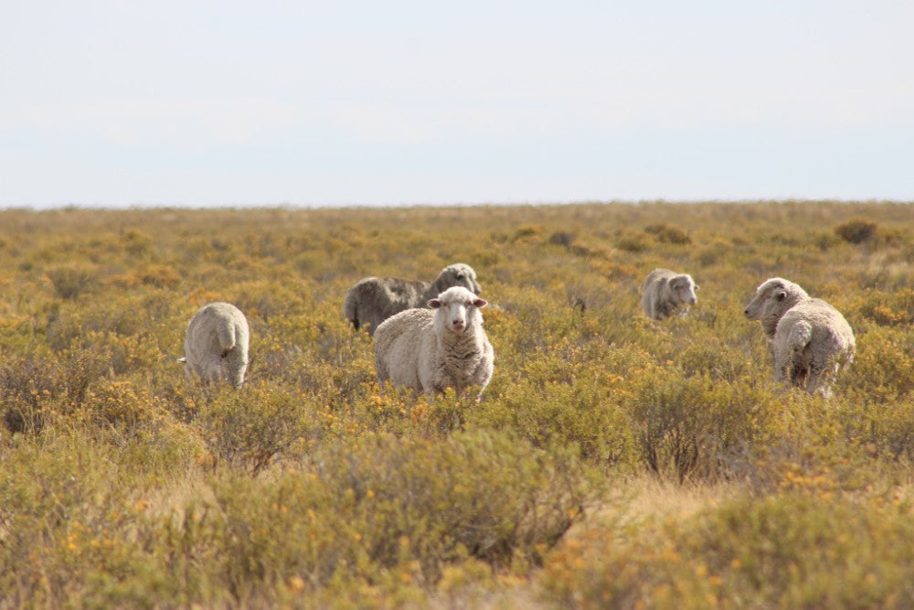 Oliver Charles - Merino & Yak Wool Khullu - Antimicrobial Odor-Resistant Thermoregulating Sustainable Natural Wool Material