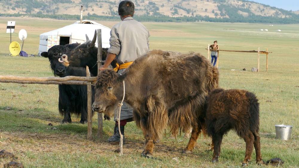 Oliver Charles - Yaks Live In Extreme High Elevation Climates