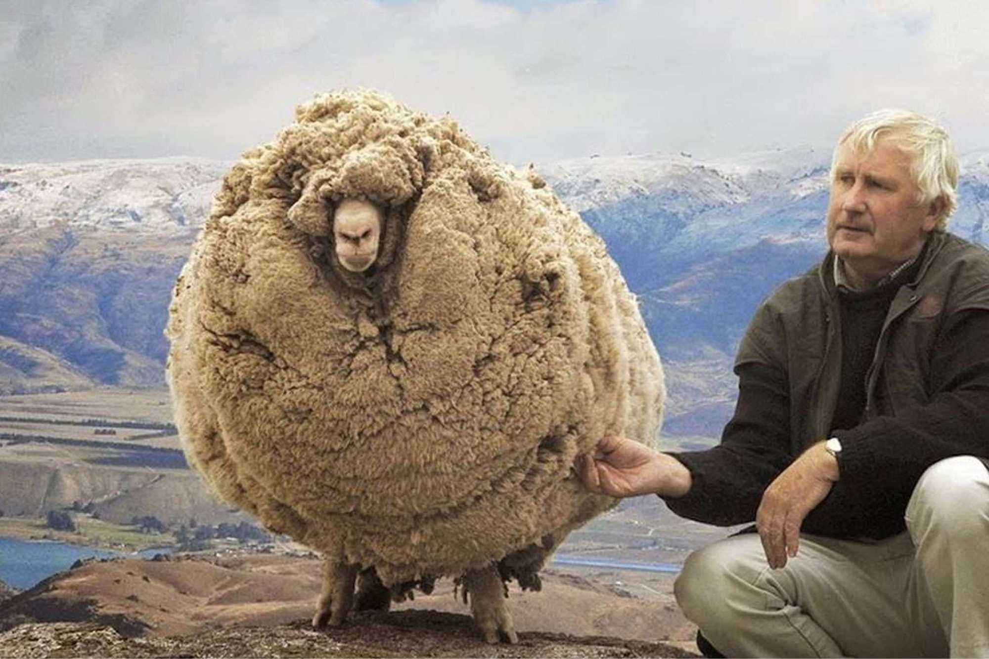 Shrek-The-Runaway-Merino-Sheep.jpg__PID:e0fc8560-4039-4a40-a9c4-1edb4ec33093