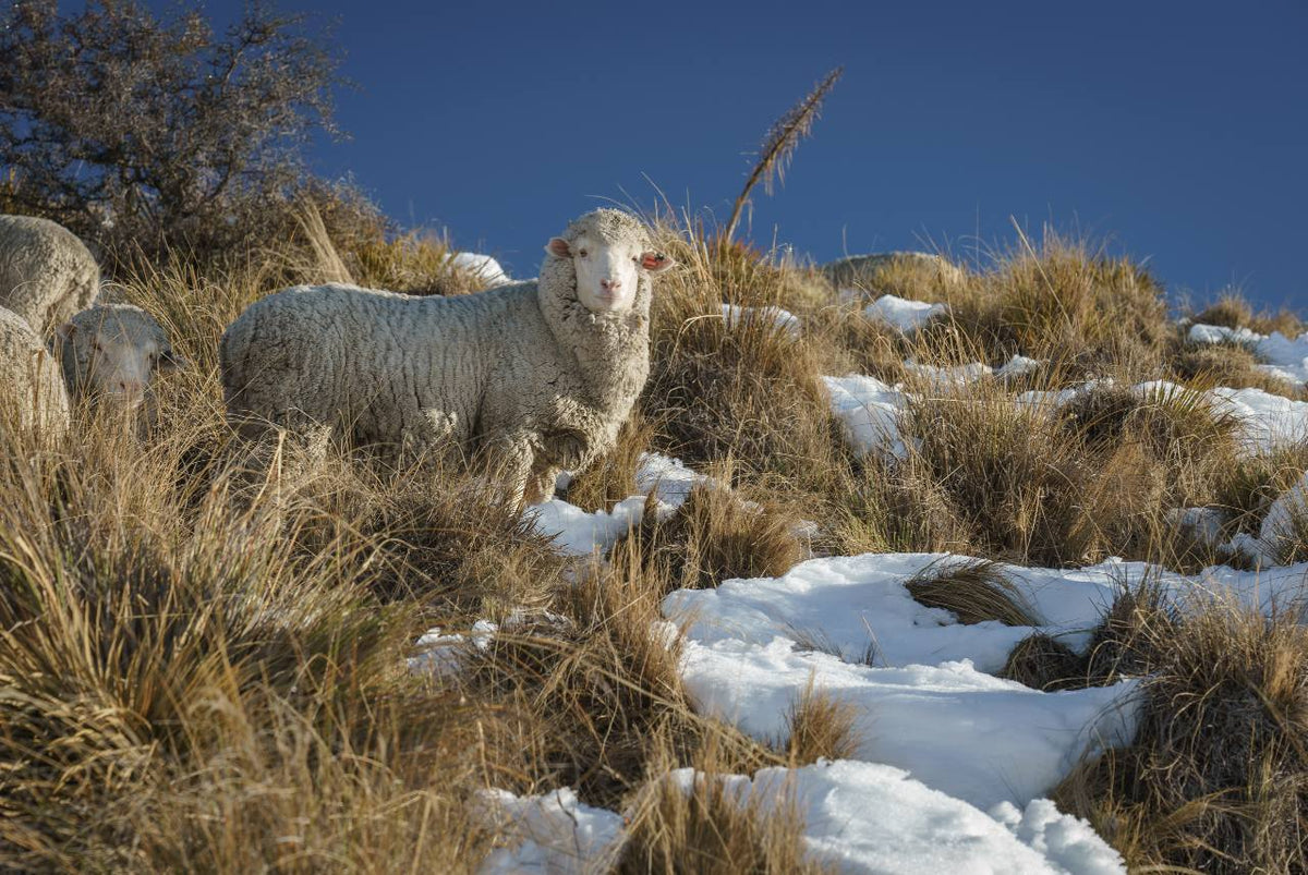 Oliver Charles - Merino & Yak Wool Khullu - Antimicrobial Odor-Resistant Thermoregulating Sustainable Natural Wool Material