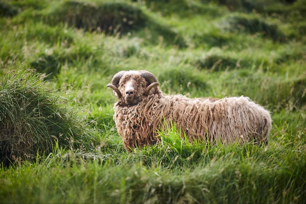 Yak Wool Vs Lambs Wool - Oliver Charles.jpg__PID:c5030f26-161e-47df-a827-0095ad4cfa7c