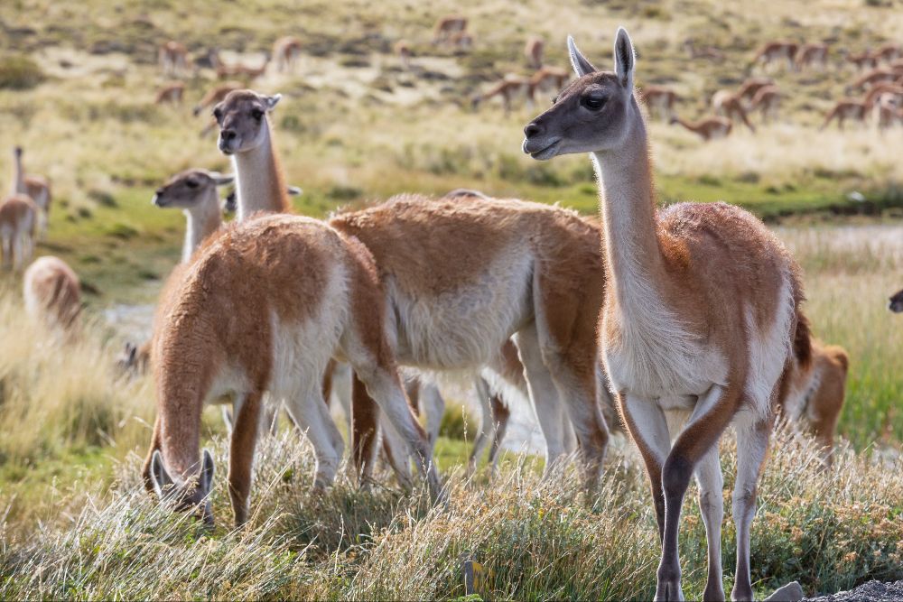 Yak Wool Vs Vicuña - Oliver Charles.jpg__PID:cd61c503-0f26-461e-97df-a8270095ad4c