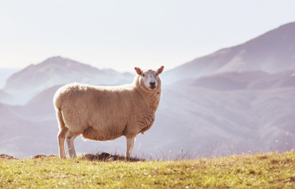 Oliver Charles - Merino & Yak Wool Khullu - Antimicrobial Odor-Resistant Thermoregulating Sustainable Natural Wool Material