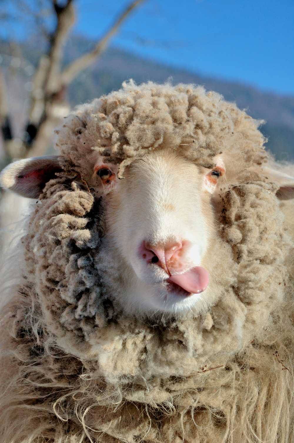 Merino Wool: The Ultimate Guide – Oliver Charles