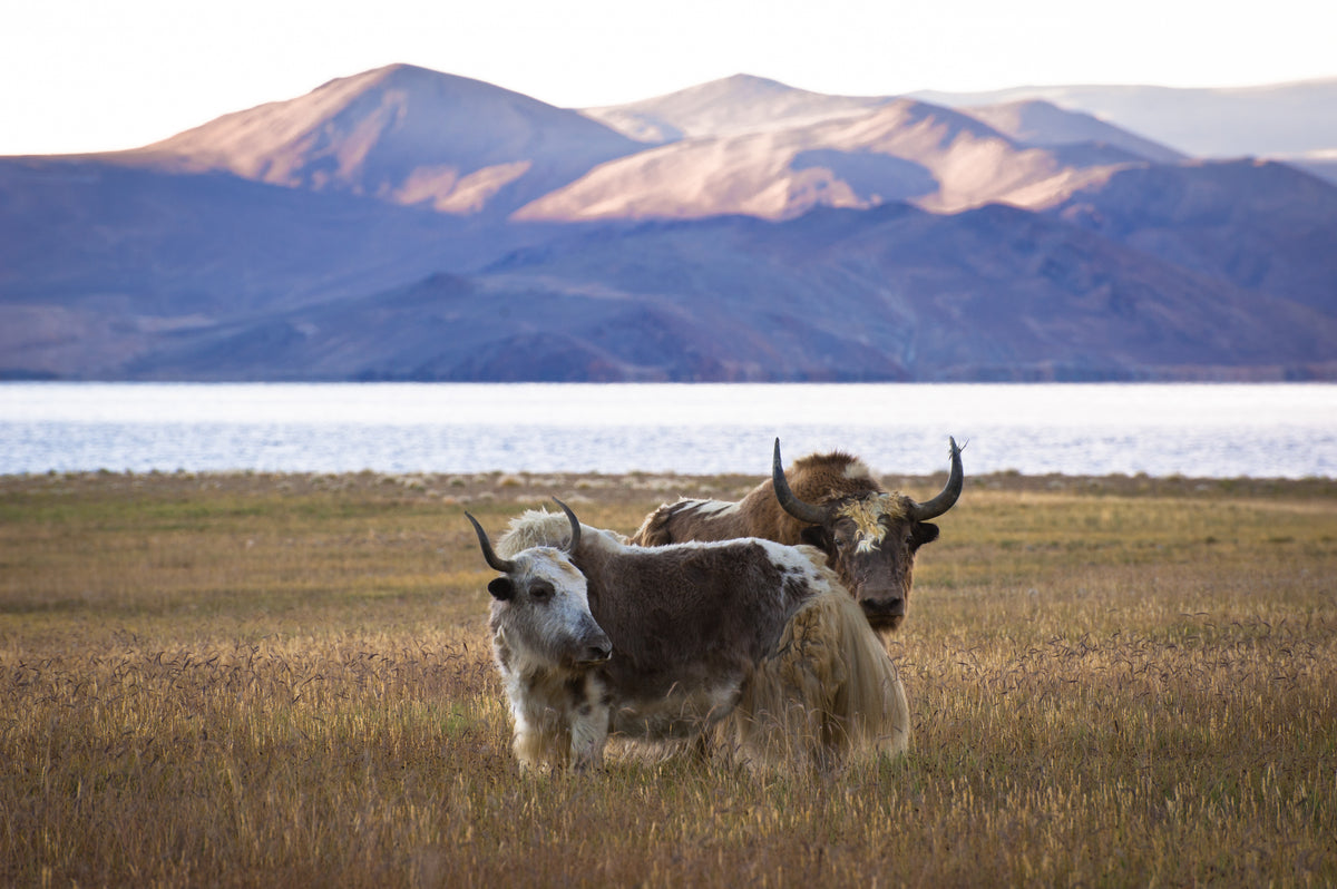 wild-yak-in-himalaya-mountains-2021-08-27-16-02-58-utc.jpg__PID:0f9d0c17-0a19-4ed4-bd22-205fabc13b67