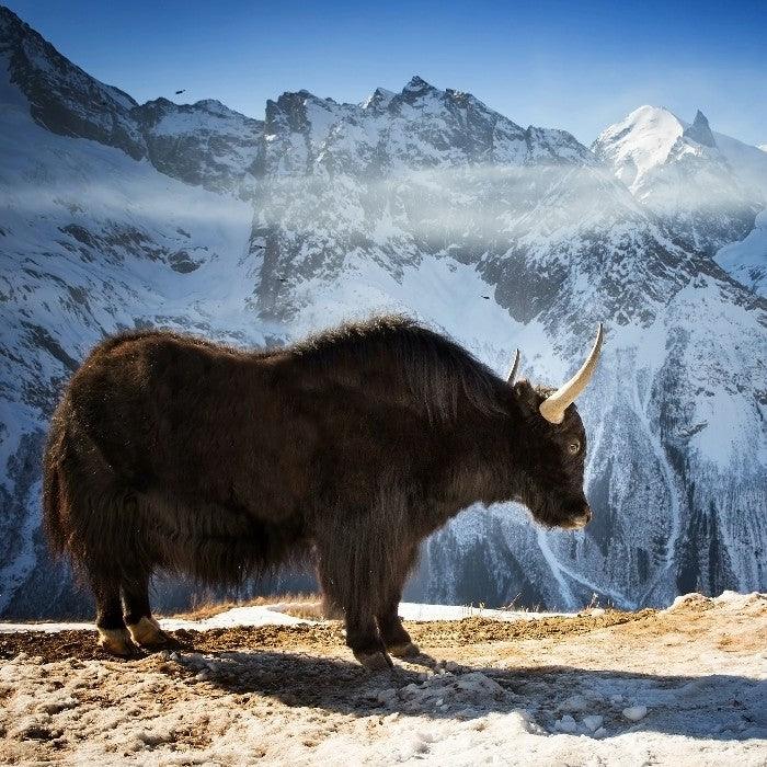 Baby Yak Wool Could Be the Next Big Thing in Sustainable Fibers