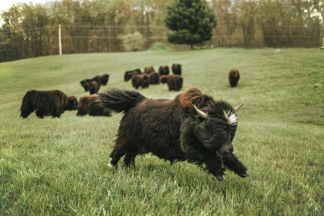 Yak frolicking in a grassy field