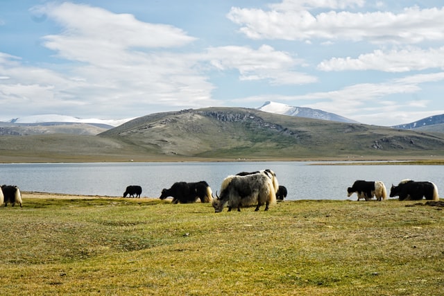 Oliver Charles - Merino & Yak Wool Khullu - Antimicrobial Odor-Resistant Thermoregulating Sustainable Natural Wool Material 