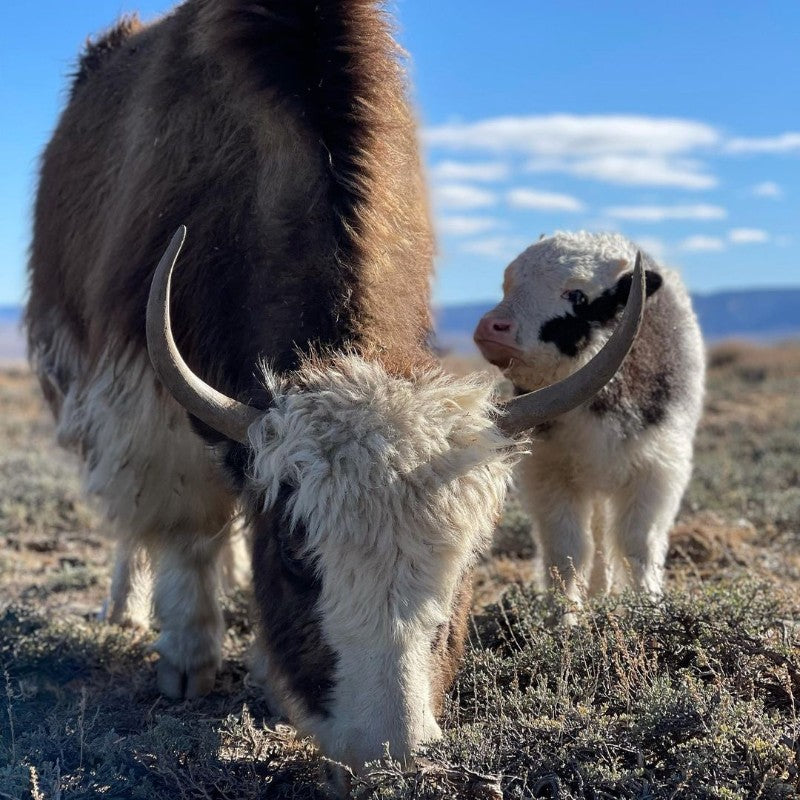 Cute baby yak eating next to mom