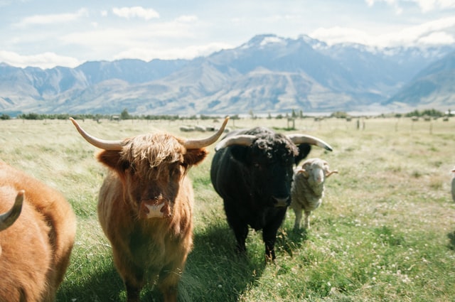 Baby Yak Wool Could Be the Next Big Thing in Sustainable Fibers