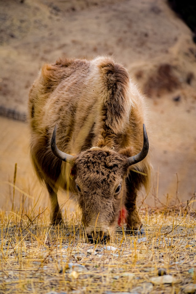 Baby Yak Wool Could Be the Next Big Thing in Sustainable Fibers -  Fashionista