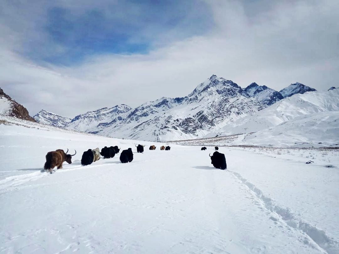 Herd of yaks hiking across the snow with mountains in the background