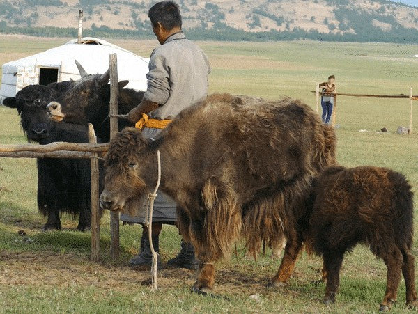 Oliver Charles - Merino & Yak Wool Khullu - Antimicrobial Odor-Resistant Thermoregulating Sustainable Natural Wool Material 