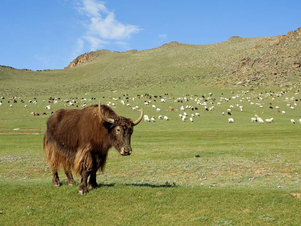 Large herd of yak in a open grassy field on a summers day